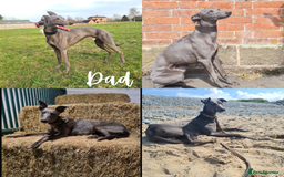 Whippet dogs for sale: KC Registered Whippet Puppies  - Image 8