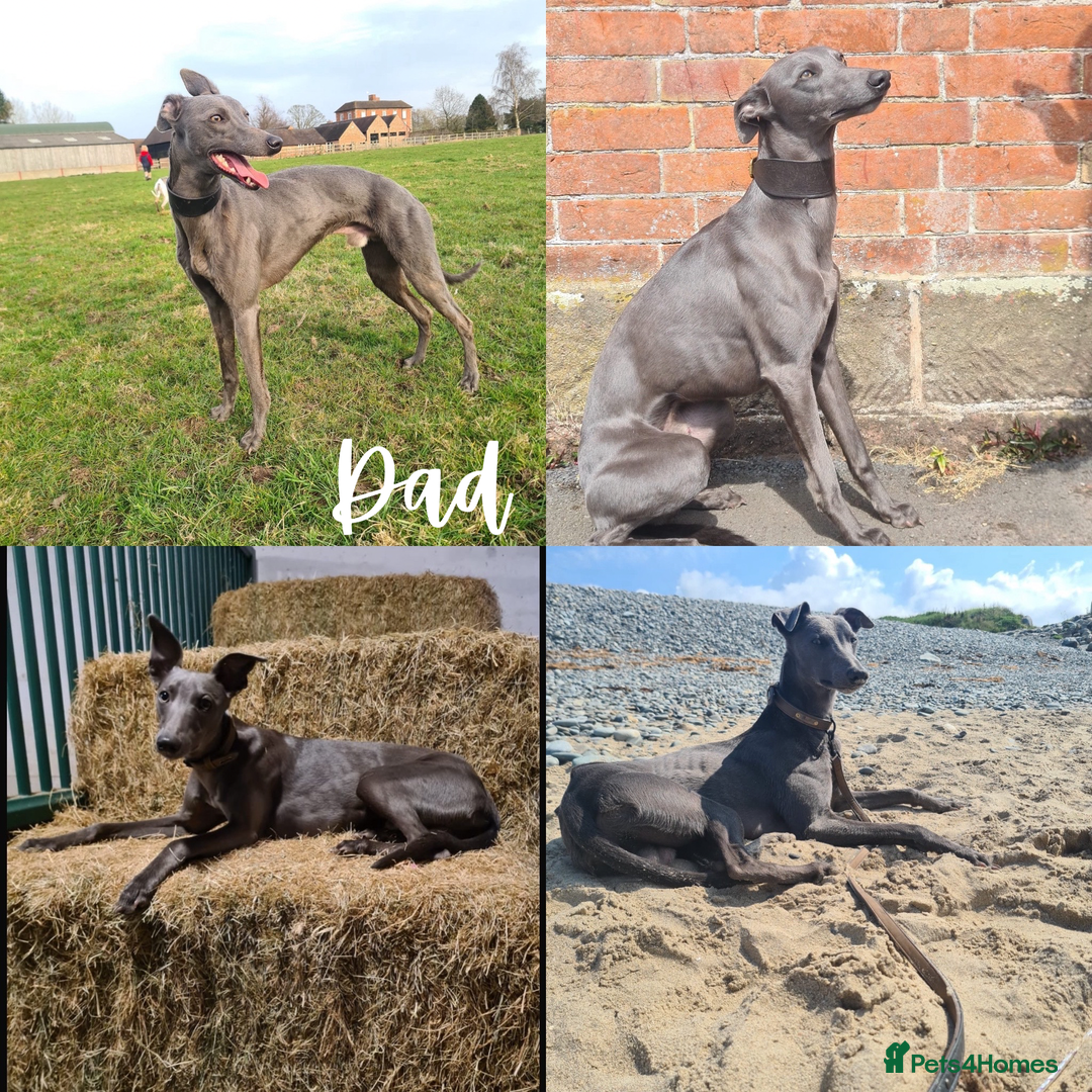 Whippet dogs for sale: KC Registered Whippet Puppies  - Image 8