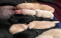 Labrador Retriever dogs for sale: Lucy's Puppies have arrived! - Image 5