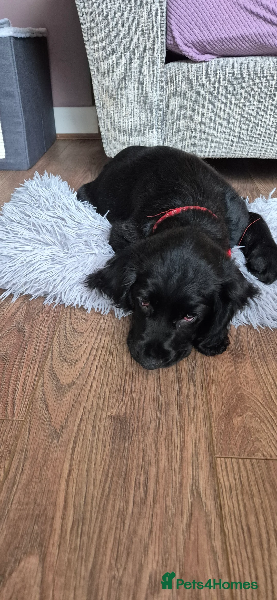 Sprocker dogs for sale: Last remaining sprocker male pup - Advert 4