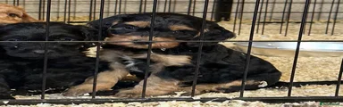Cockapoo 9
