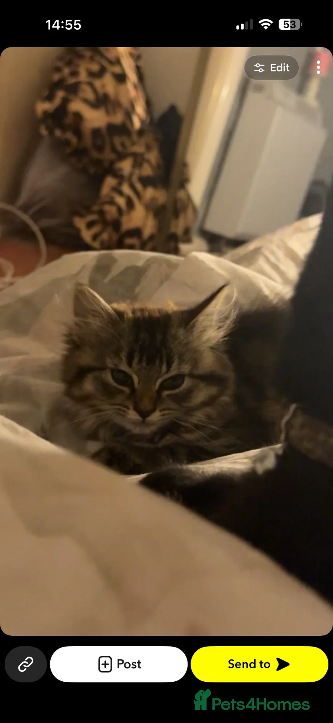 Mixed Breed cats for sale: Female kitten available  - Advert 2