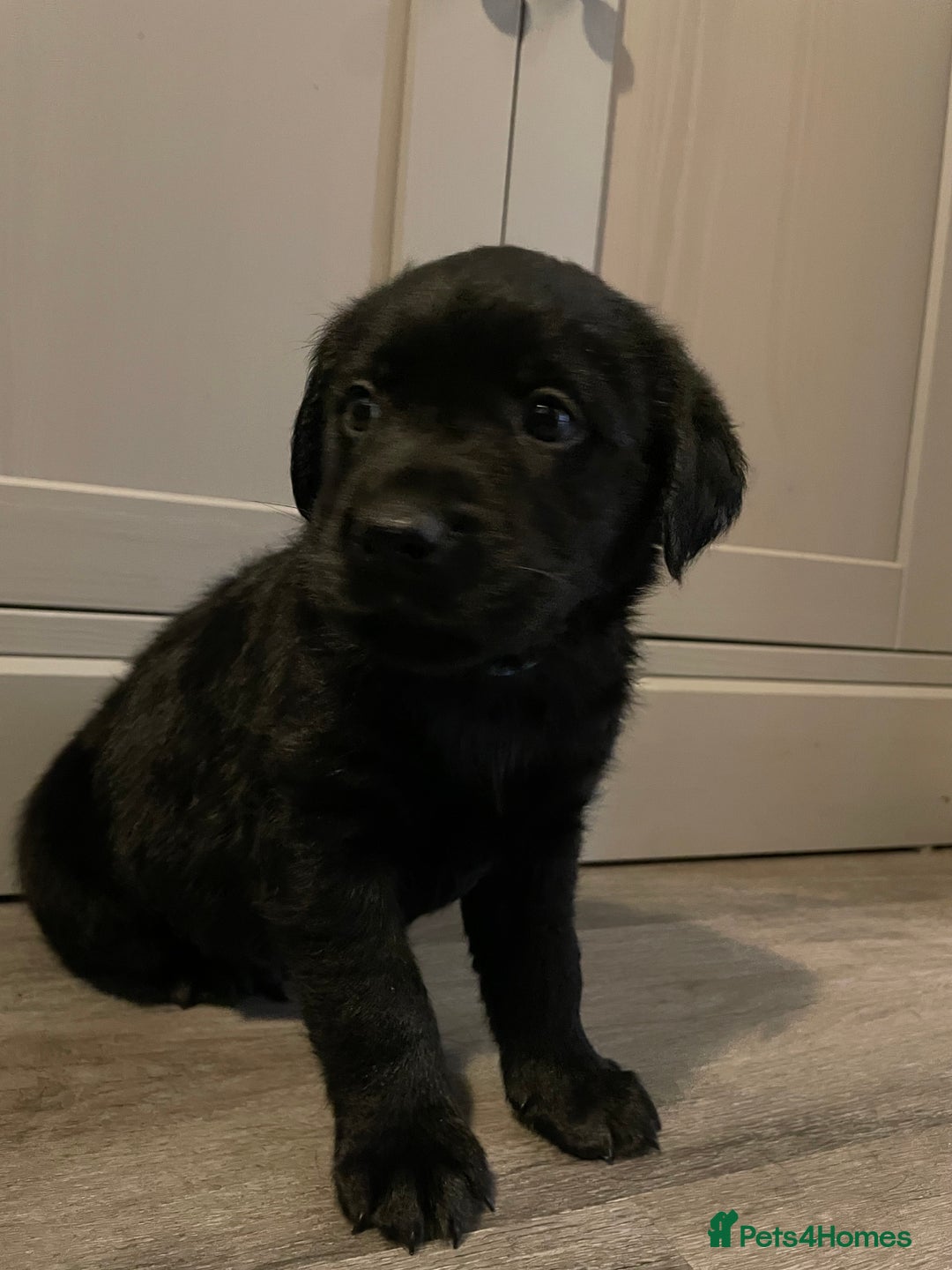 Goldador dogs for sale: Extensively health tested Goldador puppies - Advert 12