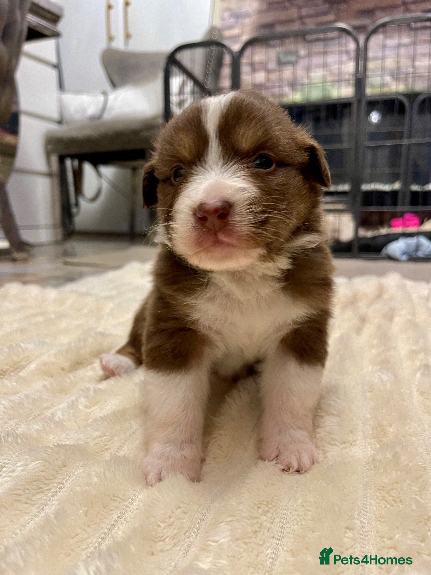 Australian Shepherd dogs for sale: Cute Australian Shepherd puppies♥️ - Advert 1