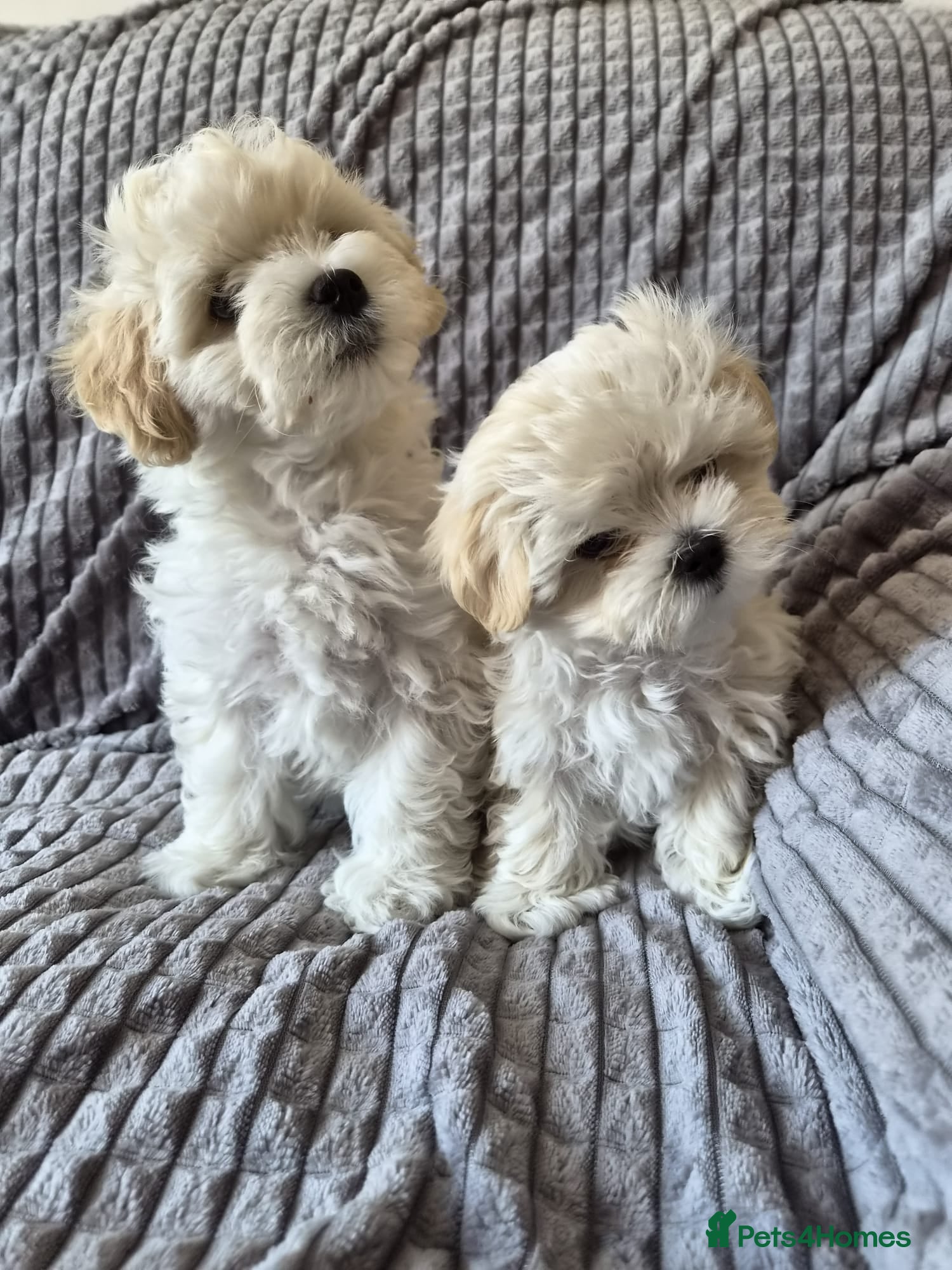 Maltipoo dogs ❗️READY NOW❗️⭐️TINY KOREAN MALTIPOO PUPPIES⭐️ - Advert 1