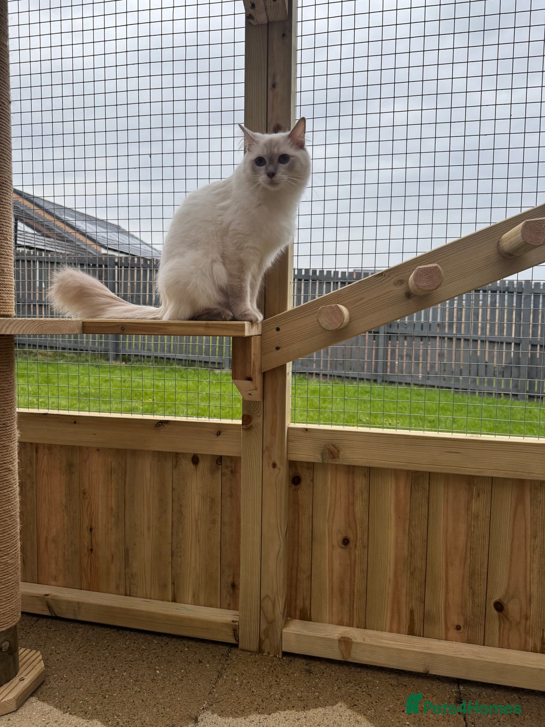 Ragdoll cats for sale: GCCF Lilac Ragdoll Kitten 1 remaining - Reduced in Bishop Auckland - Image 13