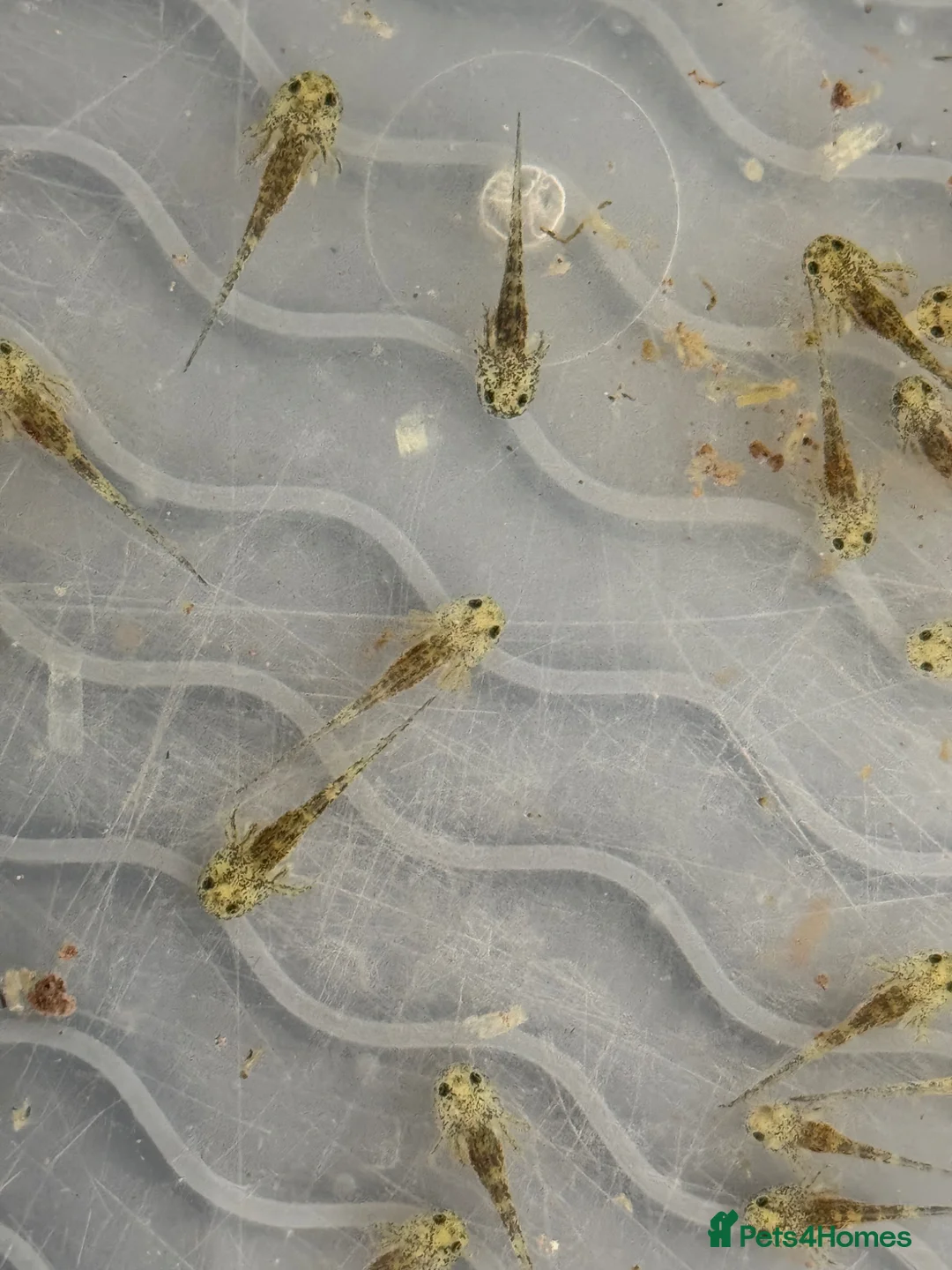 Axolotl reptiles for sale: Baby axolotls in Bridgwater - Advert 1