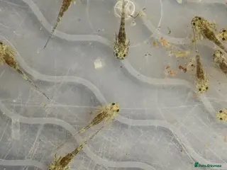 Axolotl reptiles Baby axolotls - Advert 1