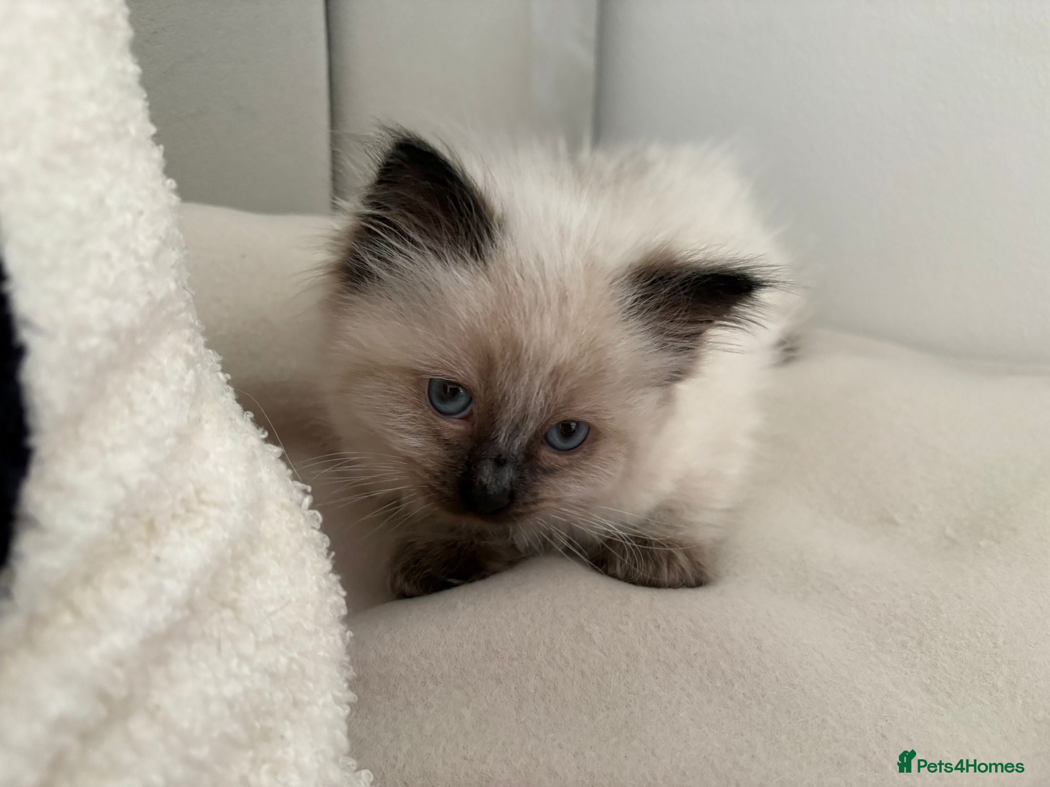 Ragdoll cats Ragdoll male kitten  - Advert 9