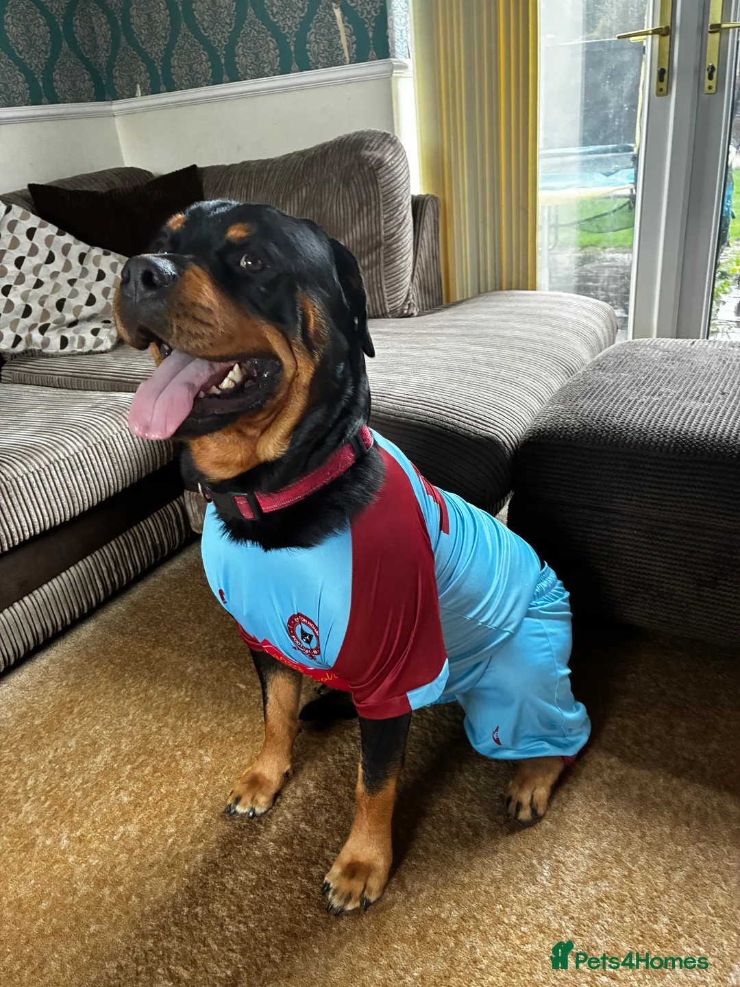 Rottweiler dogs for stud: 2.5 year old Rottweiler for stud  - Advert 10