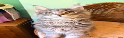 Maine Coon cats for sale: one left Tica registered mainecoon kittens - Advert 33