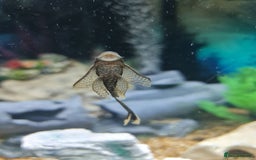 Plecos fish for sale: Bristlenose Plecis - Image 5