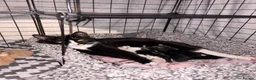 Mixed Breed cats for sale: Special b&w female kitten available  - Advert 2