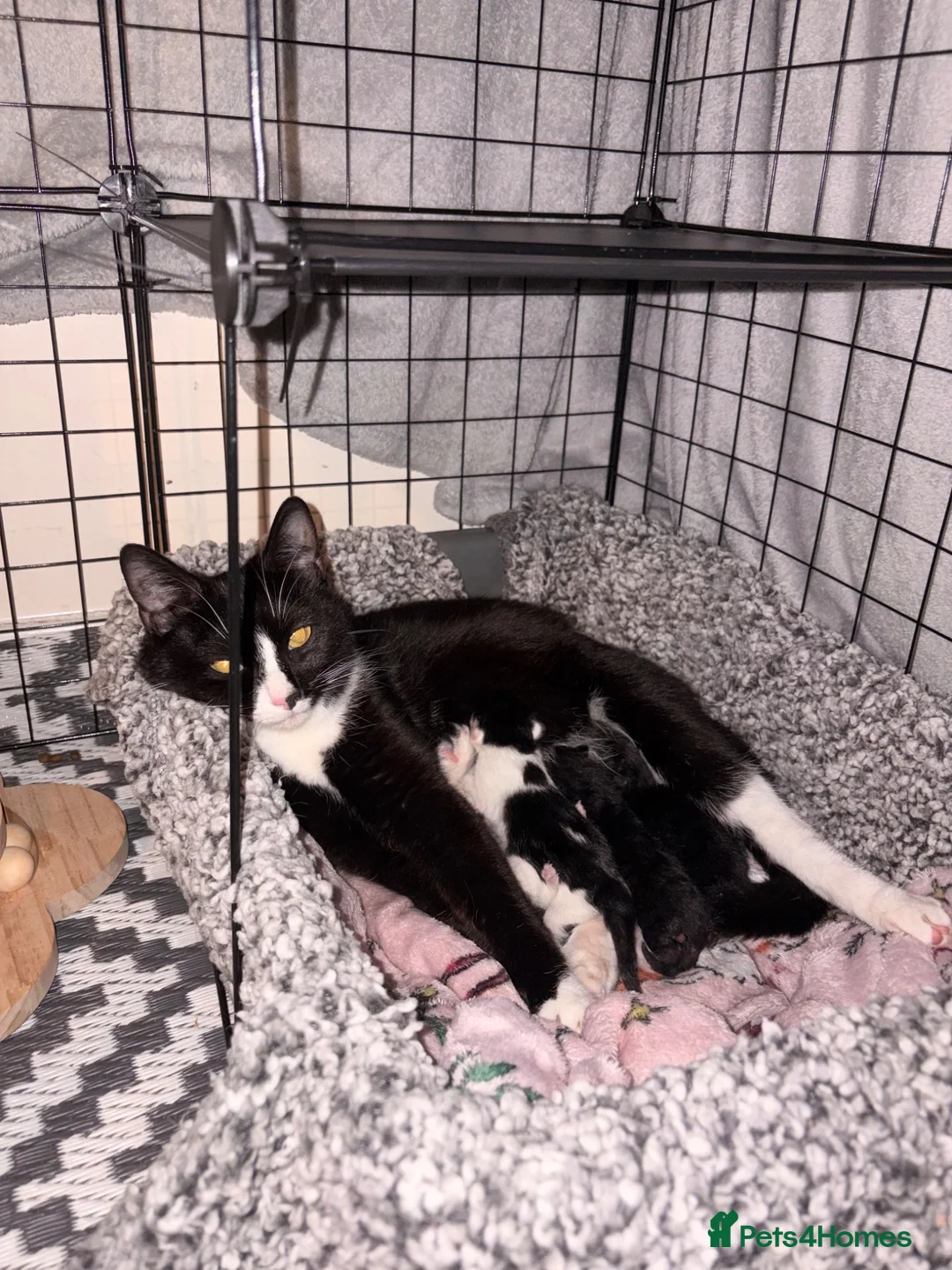 Mixed Breed cats for sale: Special b&w female kitten available  - Advert 2