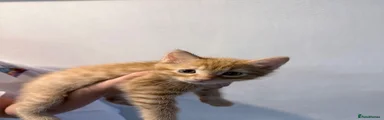 Domestic Shorthair 1