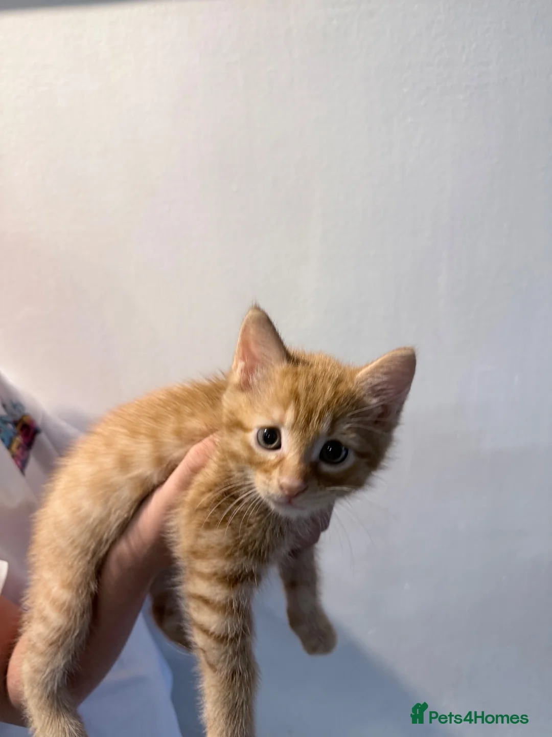 Domestic Shorthair cats for sale: Sweet Brother & Sister Kittens for Sale - Advert 9
