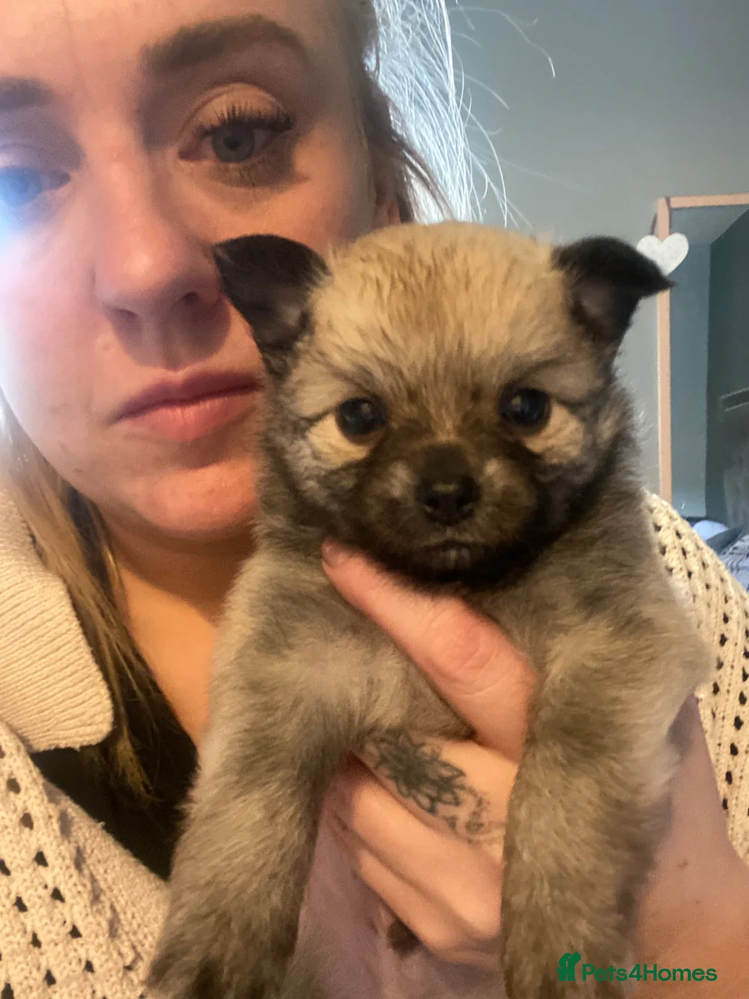 Pomchi dogs for sale: Pomeranian puppies  - Advert 18