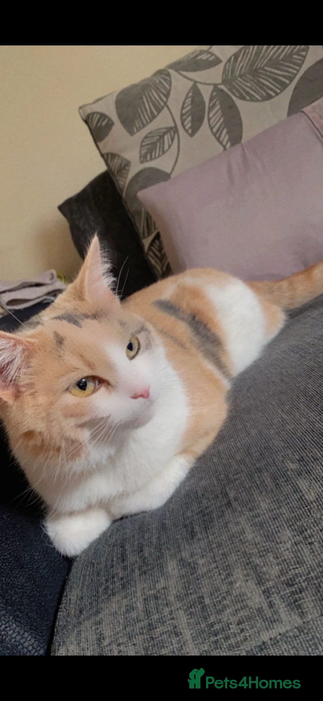 Mixed Breed cats for sale: Kittens ready to go - Advert 1