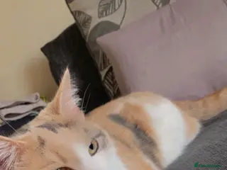 Mixed Breed cats Kittens ready to go - Advert 5