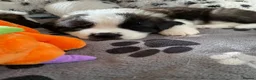 Saint Bernard dogs for sale: (Last 3) Gorgeous Saint Bernard puppies available  - Advert 21
