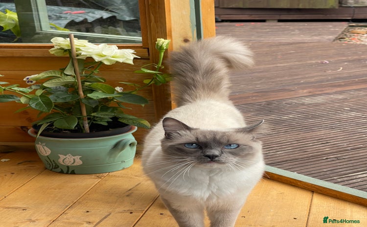 Ragdoll cats - Advert 2