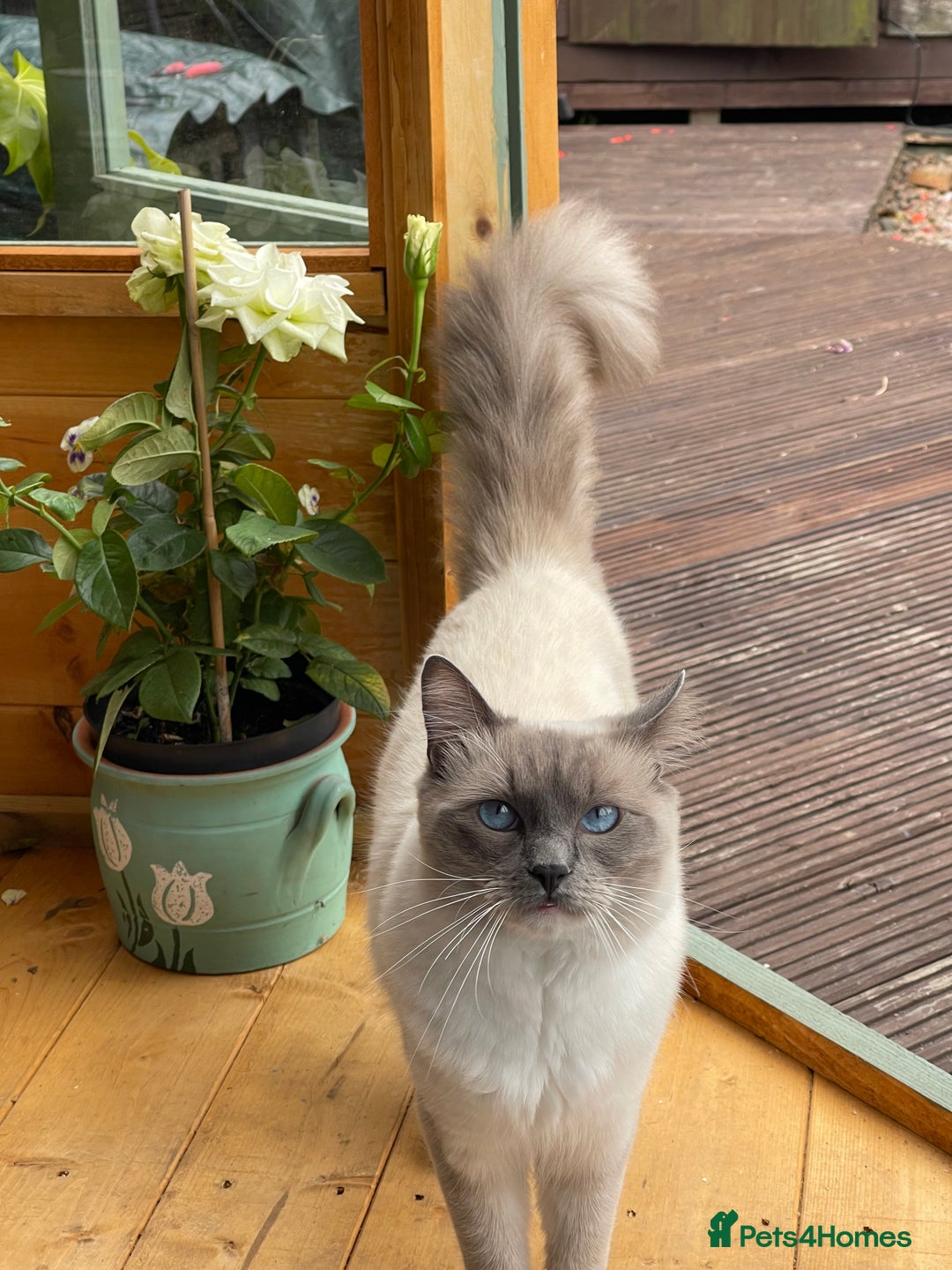Ragdoll cats for sale: Ragdoll adults Purebred pedigree 5 generations  - Image 1