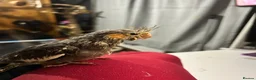 Cockatiels birds for sale: Male cockatiel  - Advert 1