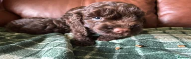 Cockapoo 1