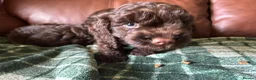 Cockapoo dogs for sale: F1 Cockerpoos’s puppies - Advert 7