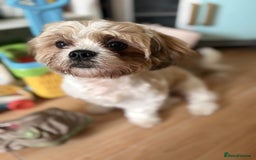 Shih Tzu dogs for sale: 2 6 month old male Shih tzu puppies  - Image 2