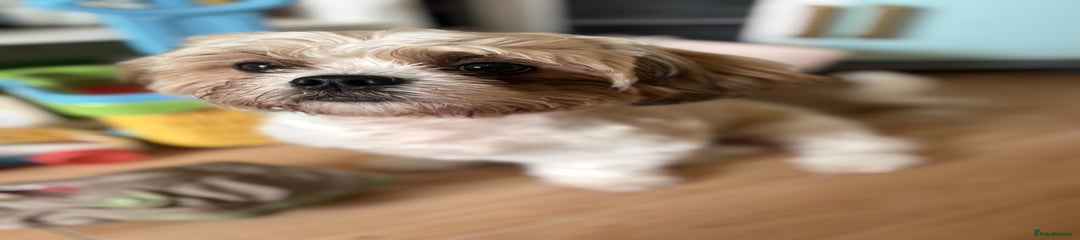 Shih Tzu Puppy 1
