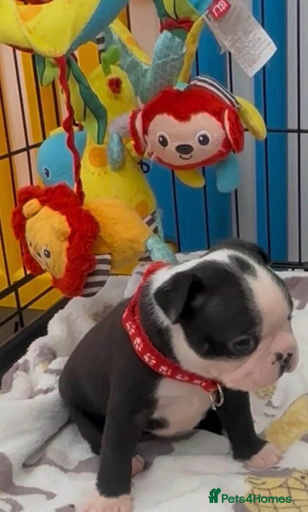 Boston Terrier dogs for sale: Boston Terrier Puppies KC Reg Oustanding Litter - Advert 2