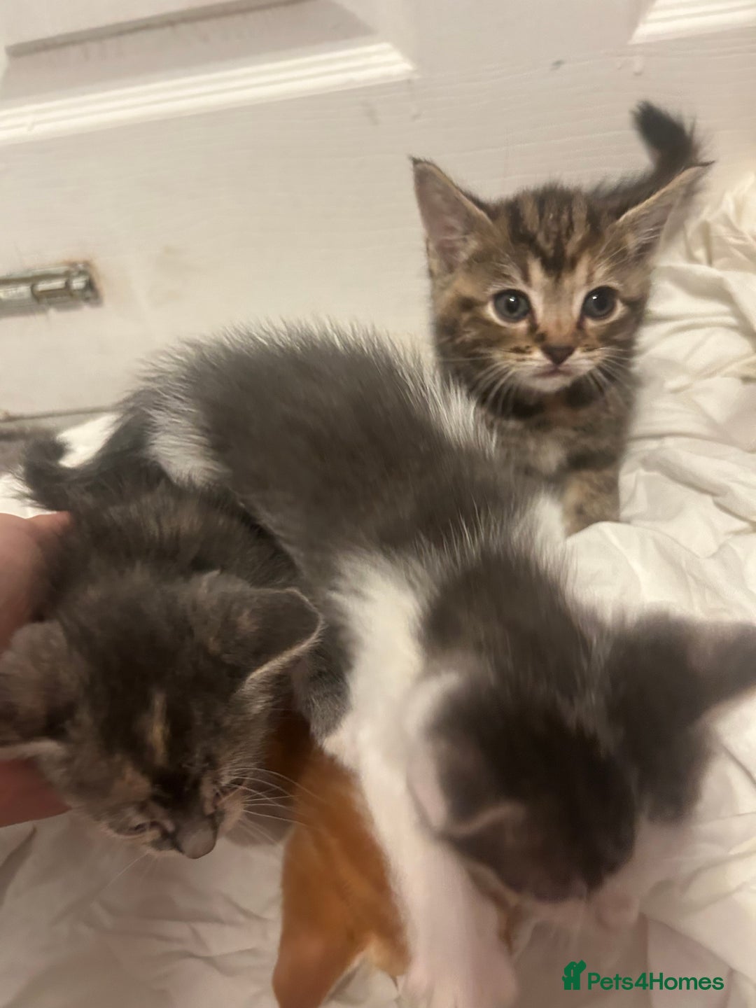 Mixed Breed cats for sale: 4 beautiful kittens ready to go 31st August - Image 9