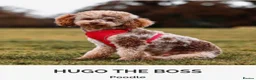 Sheepadoodle dogs for sale: Sheepadoodle puppies - Advert 3