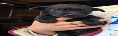 Black female 