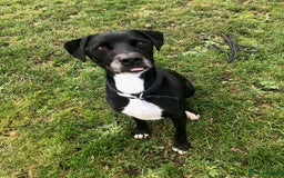 Mixed Breed dogs for adoption: Milo, lab cross in need of new loving home - Image 6