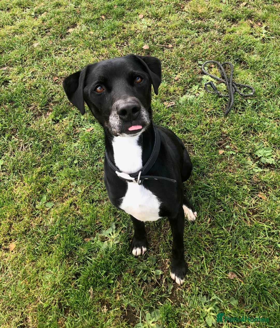 Mixed Breed dogs for adoption: Milo, lab cross in need of new loving home - Image 6