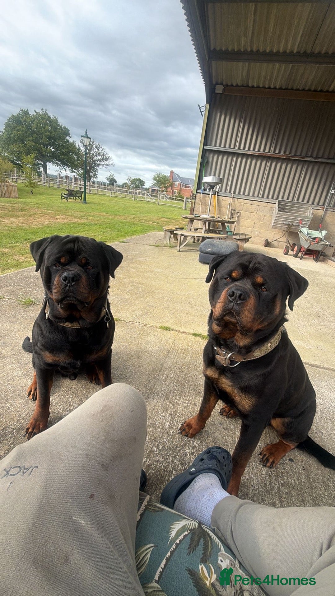 Rottweiler dogs Male chunky rottie for stud  - Advert 2