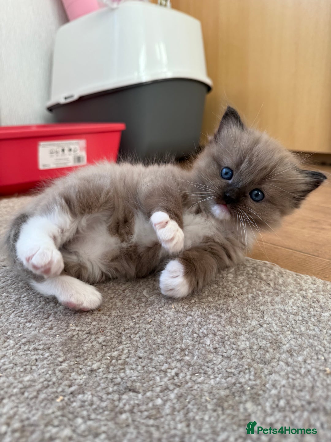 Ragdoll cats for sale: 2 Elegant Champion Bloodline Siblings  - Advert 16