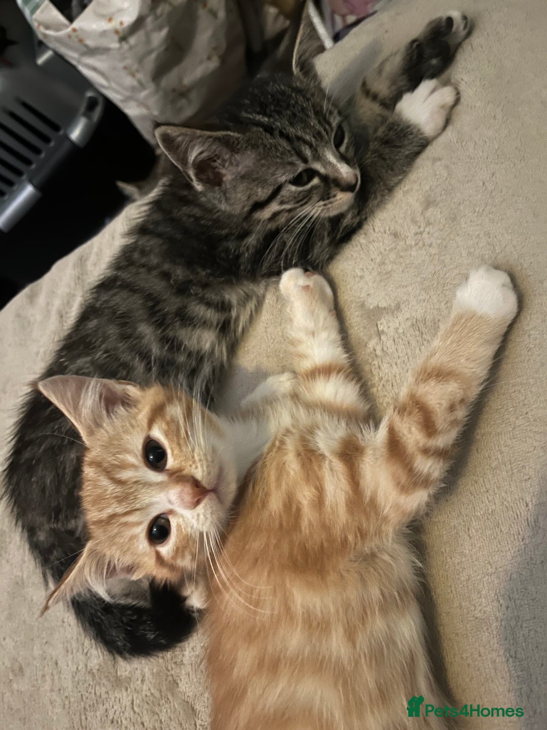 Mixed Breed cats for sale: Adorable kittens  - Image 7