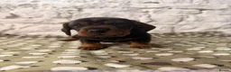 Dachshund dogs for sale: One boy left Amazing dachshunds puppies  - Advert 2