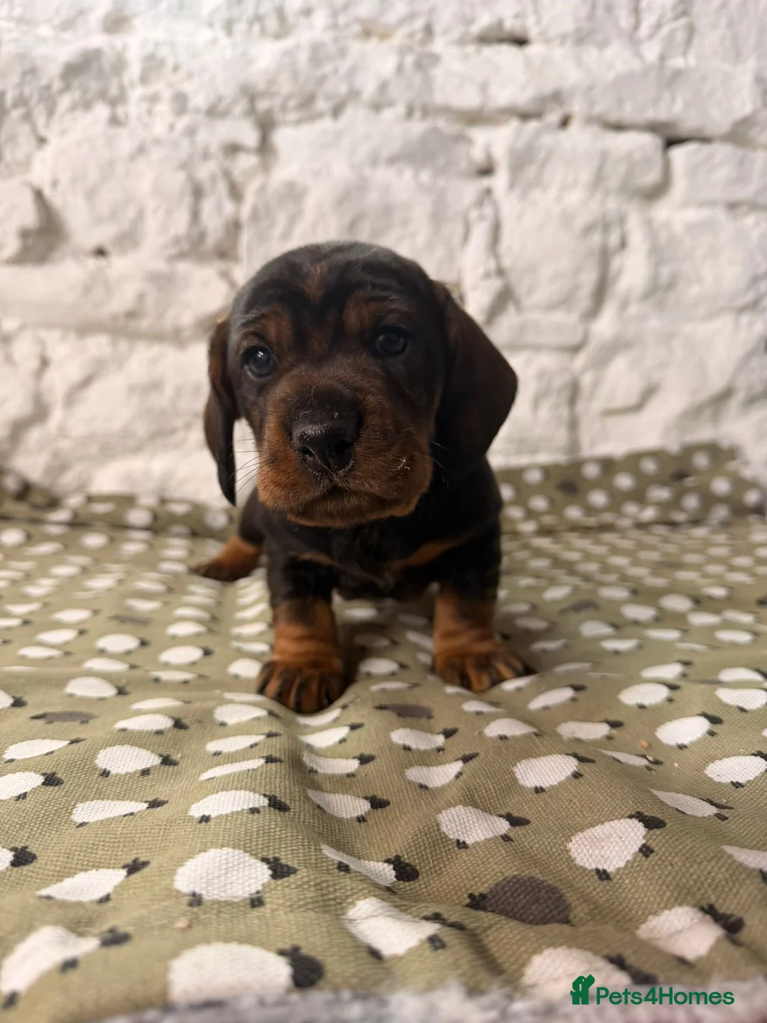 Dachshund dogs for sale: One boy left Amazing dachshunds puppies  - Advert 2
