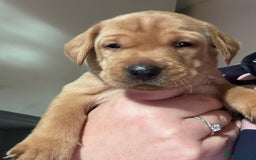 Labrador Retriever dogs for sale: 8 Beautiful Golden Labrador Puppies  - Advert 9