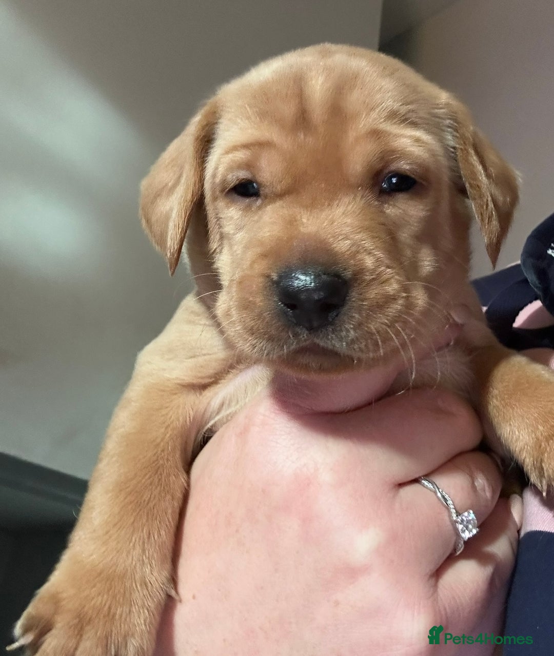 Labrador Retriever dogs for sale: 8 Beautiful Golden Labrador Puppies  - Advert 9