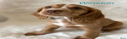 Cocker Spaniel dogs for sale: Cocker Spaniels - Advert 10