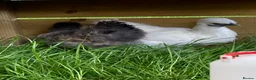 Chickens poultry for sale: SILKIE HENS &.Barbu d’Uccle,Pekin hatching eggs - Advert 2
