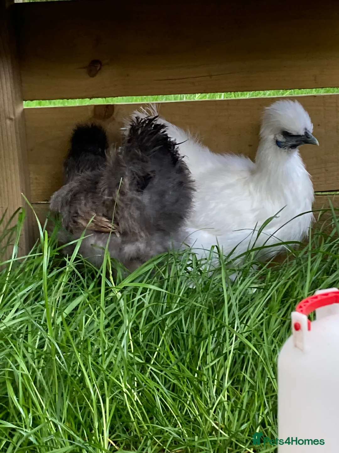 Chickens poultry for sale: SILKIE HENS &.Barbu d’Uccle,Pekin hatching eggs - Advert 2