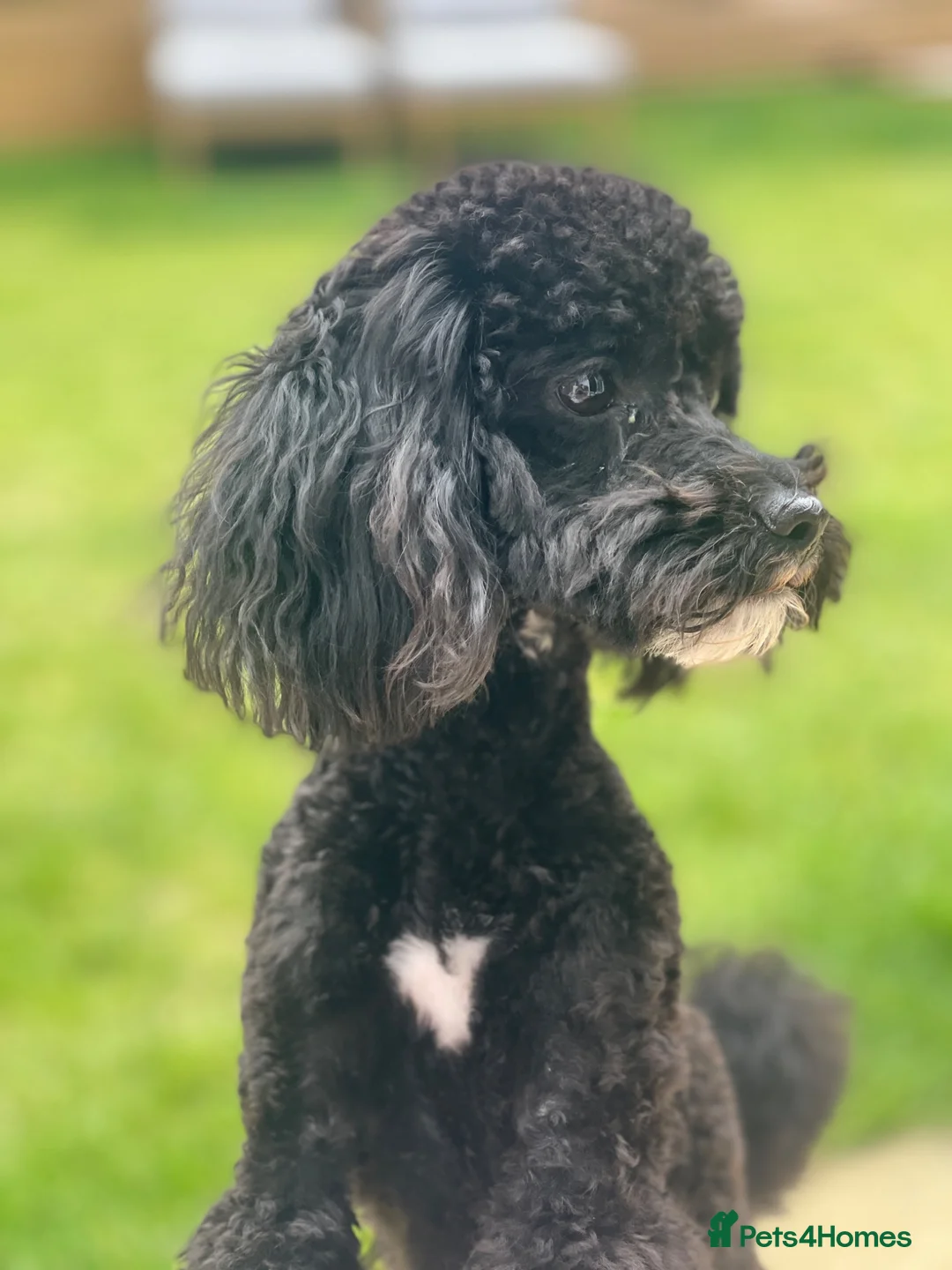 Toy Poodle dogs for stud: Beau Beautiful Boy Toy Poodle  in Littlehampton - Advert 2