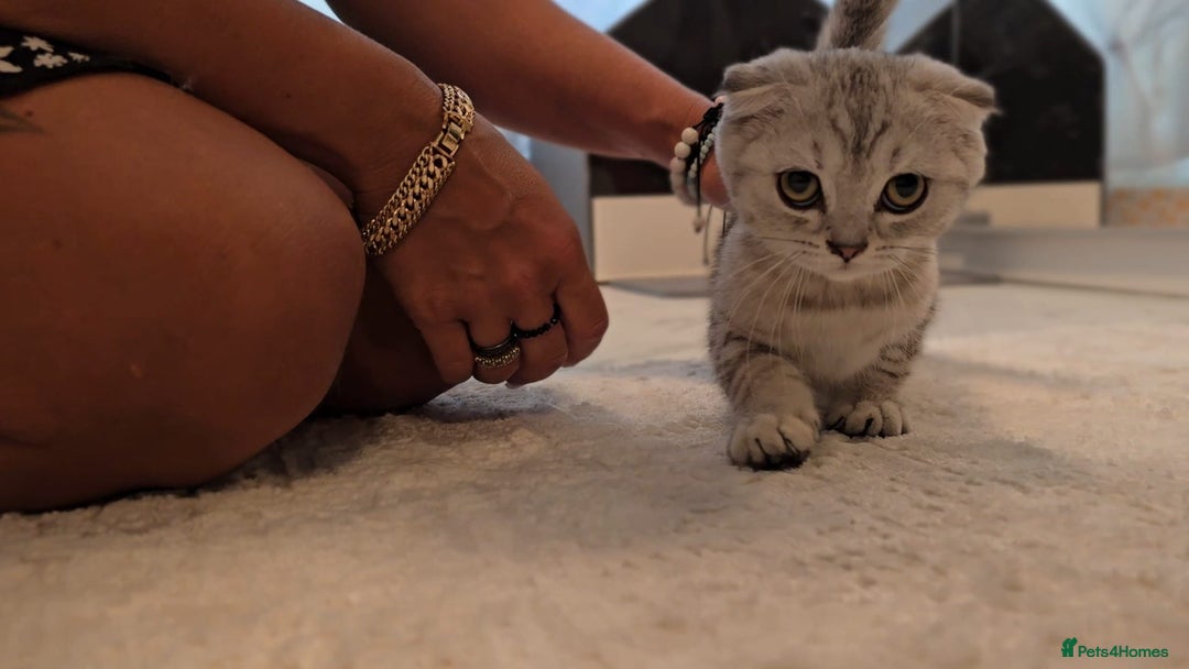Scottish Fold cats for sale: Scottish fold kittens (price down due to holiday) - Image 10