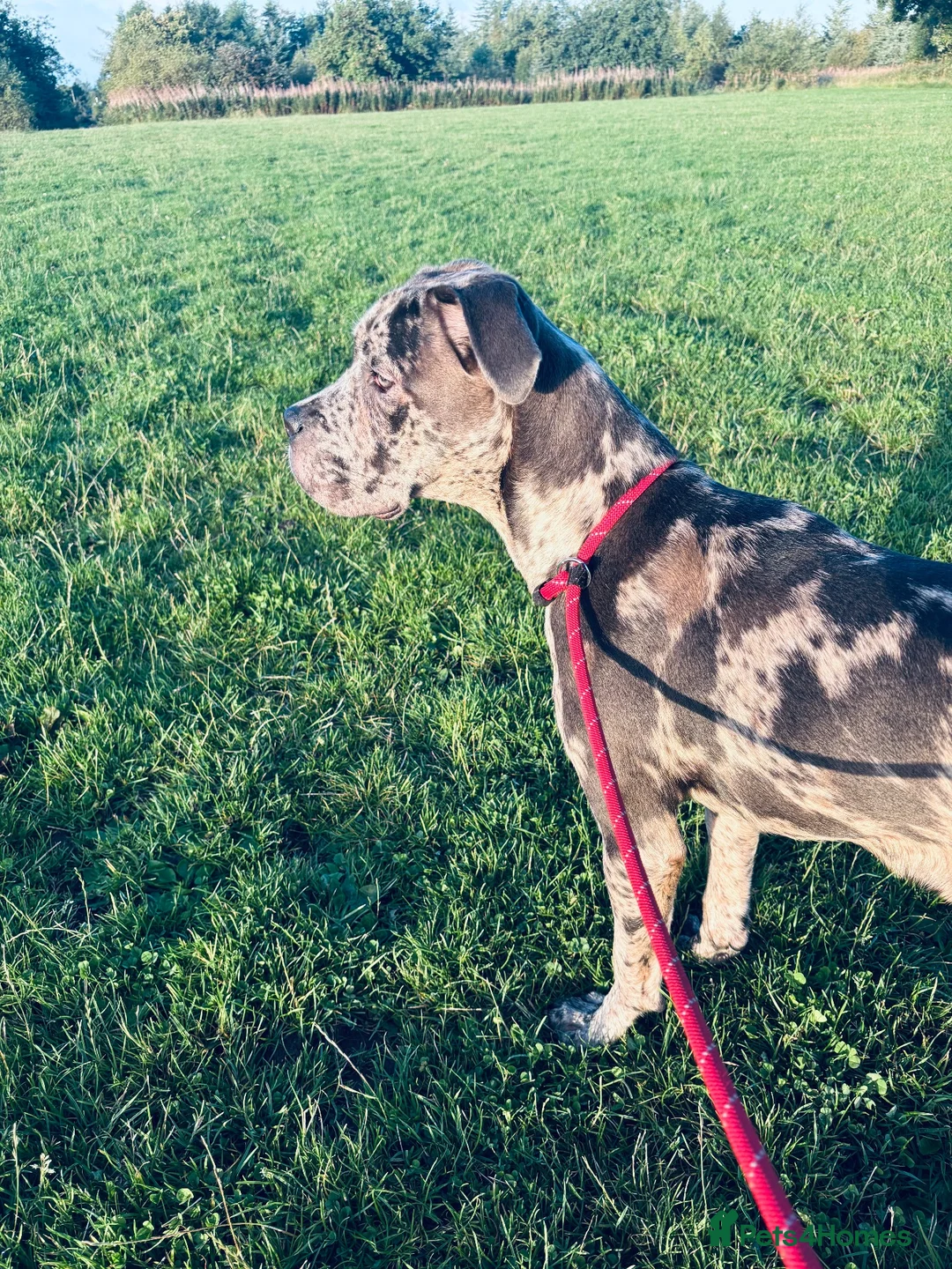 Cane Corso dogs for sale: Female Cane Corso in Bathgate - Advert 7